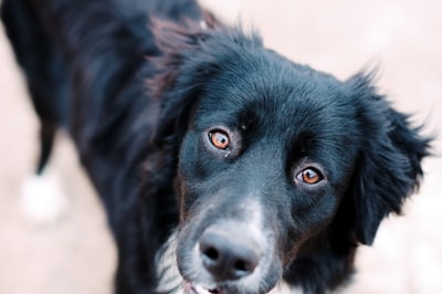 躺在地板上的黑色拉布拉多猎犬